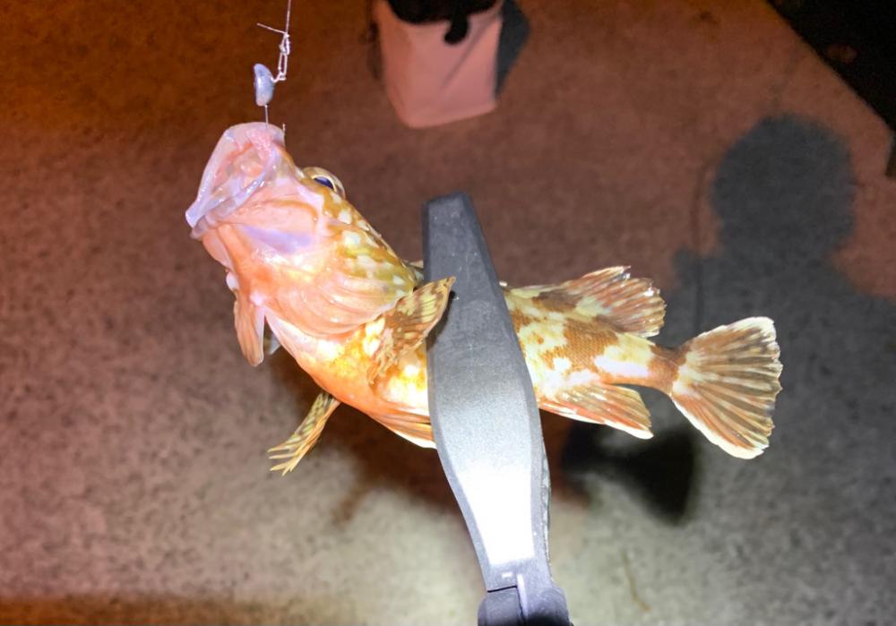 世にも奇妙なアジング