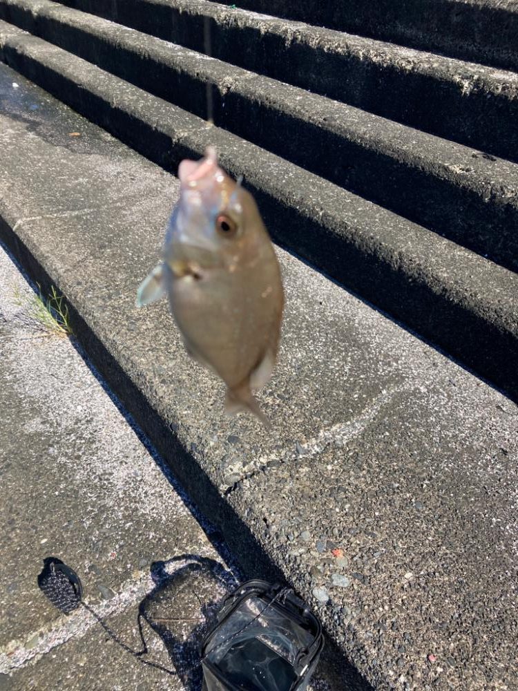 イカはおらず、いつも通りの小物釣り