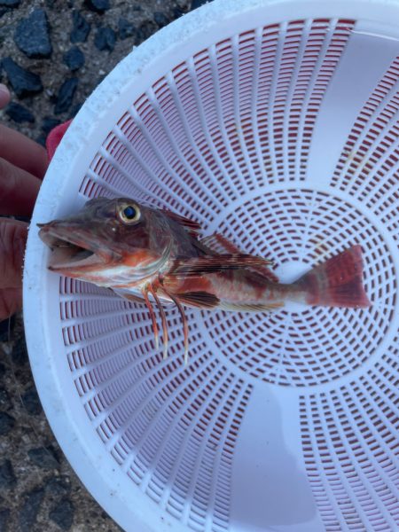 引き釣り出来なくて……