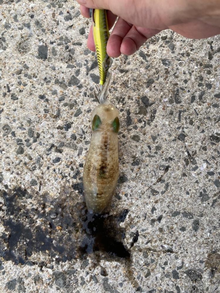 今年初タチウオ