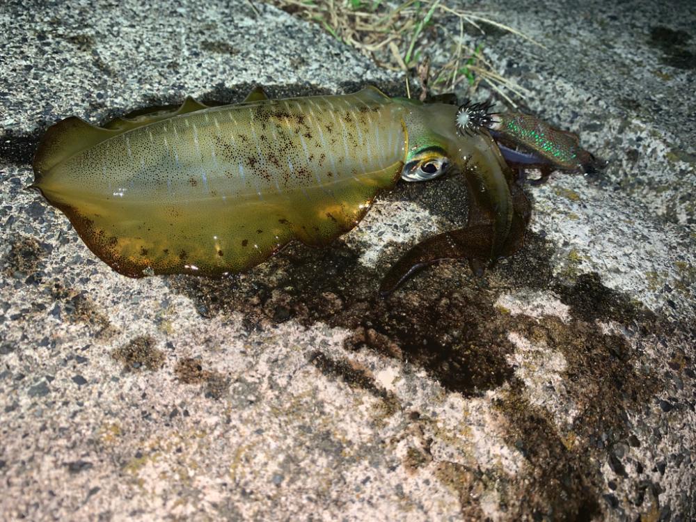 台風明けの新子調査