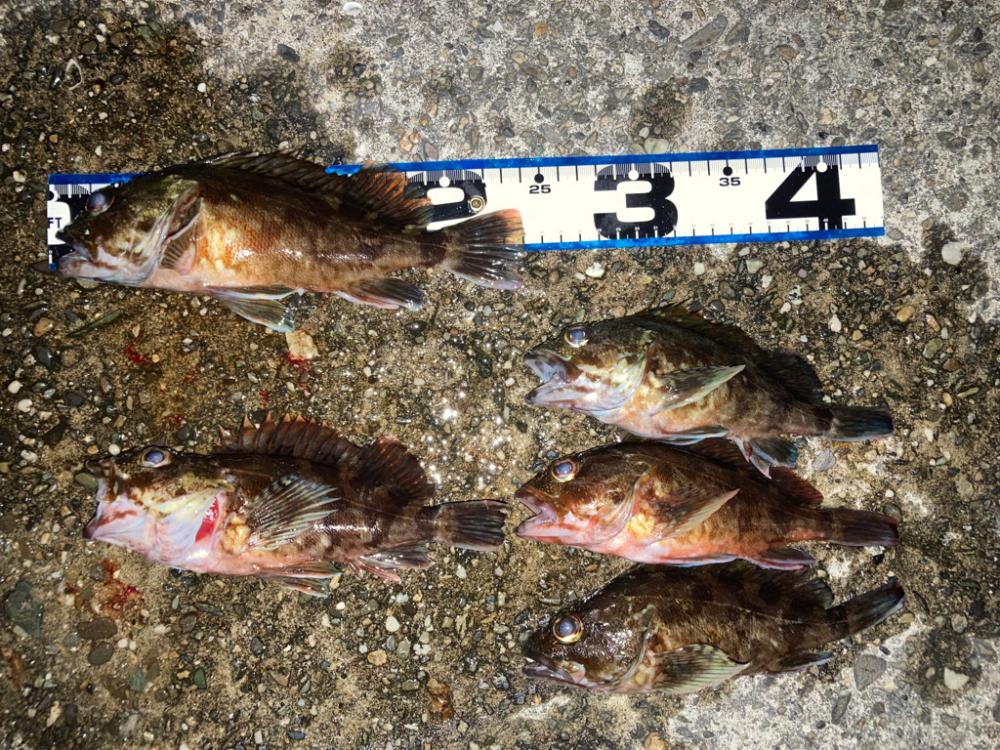 潮が動くと・・・