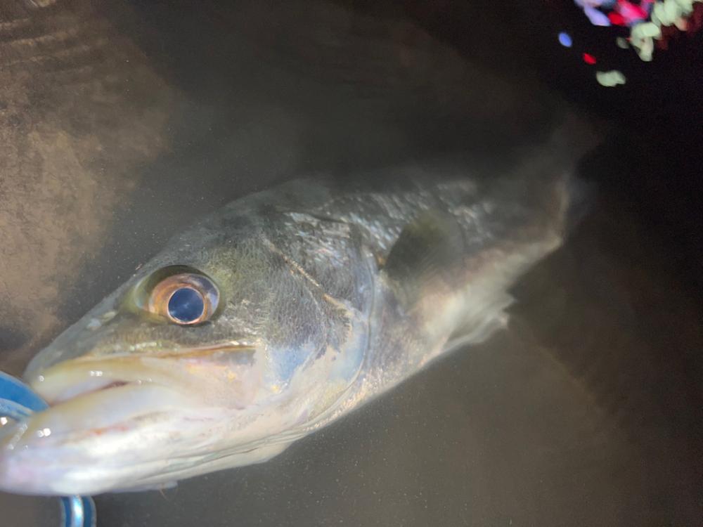 ラザミン90ででた