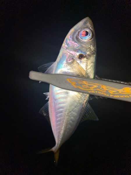 昨日の釣行結果からの答え合わせ