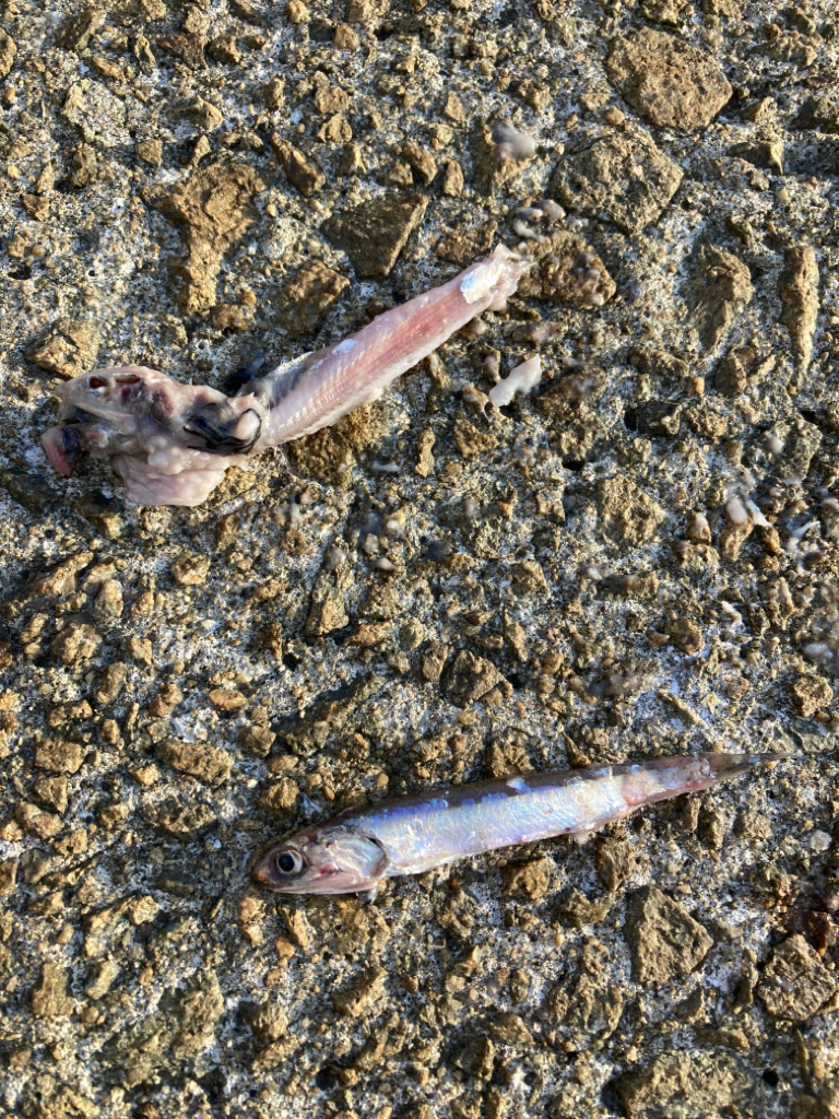 ⭐︎滑り込みセーフ