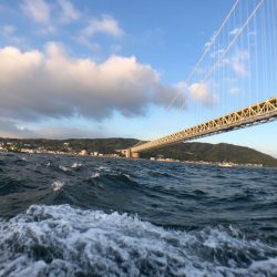 秋の青物は気まぐれでした…