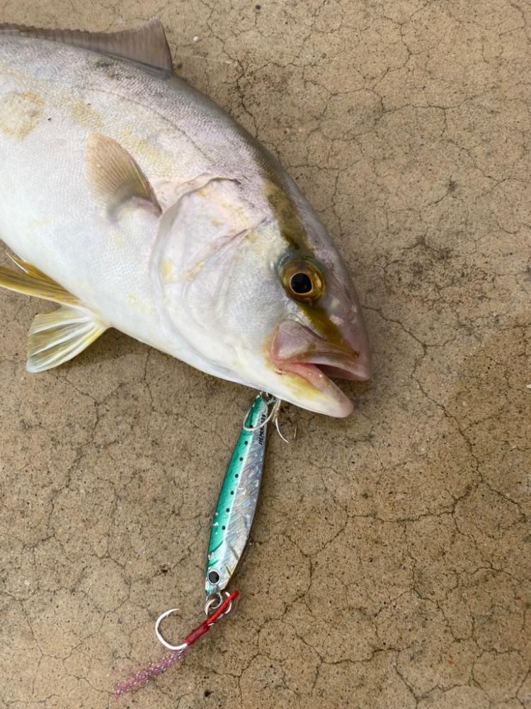 隠岐島でネリゴ!