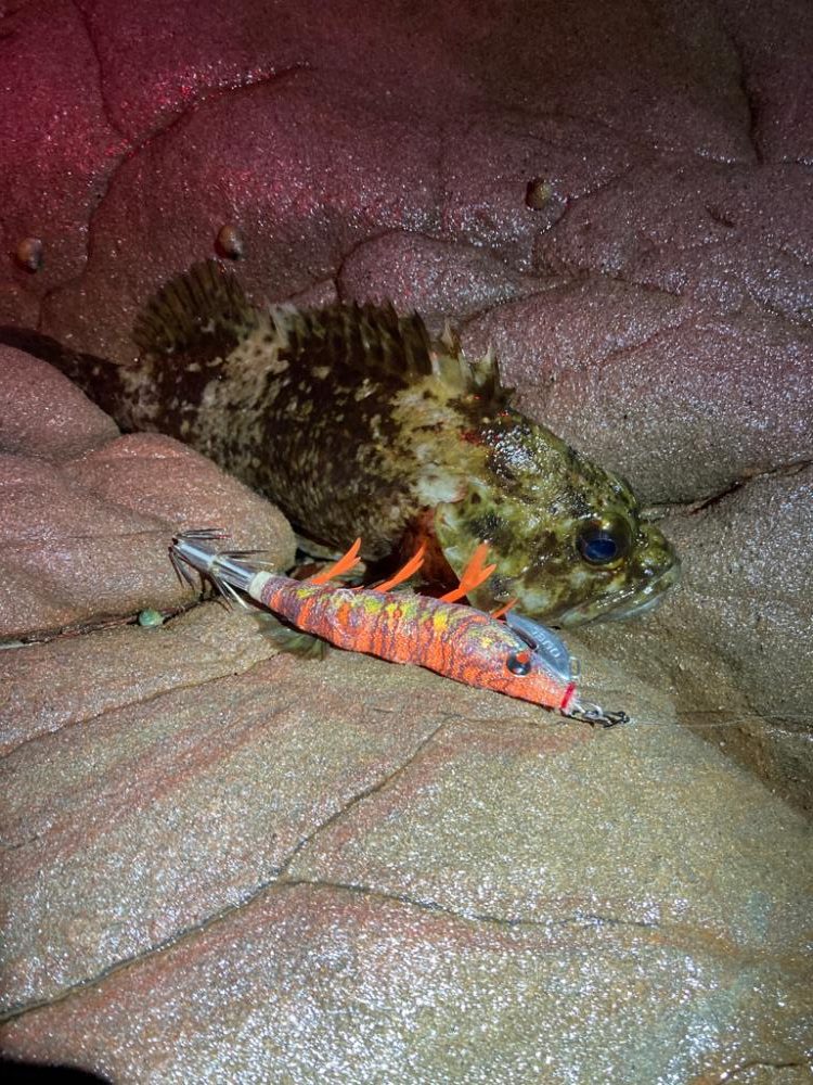 和歌山秋イカ好調!!