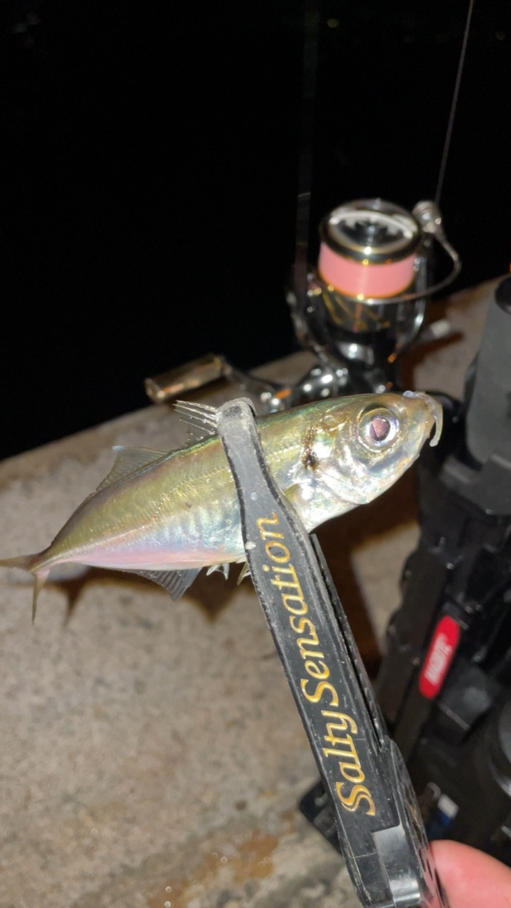 また爆風アジング