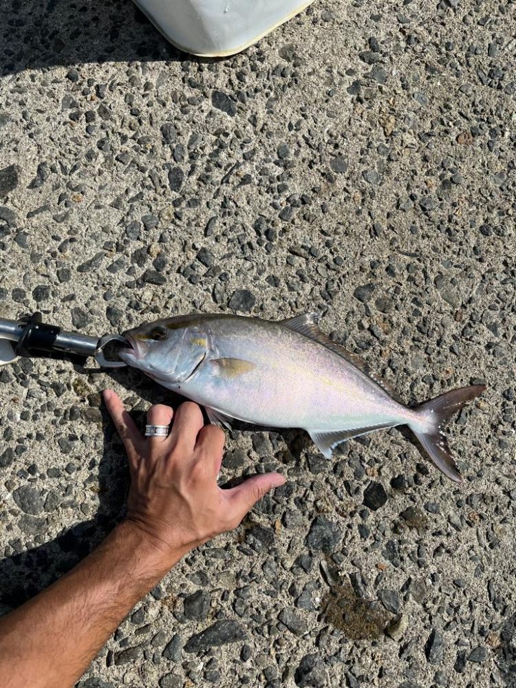 まさかの高級魚