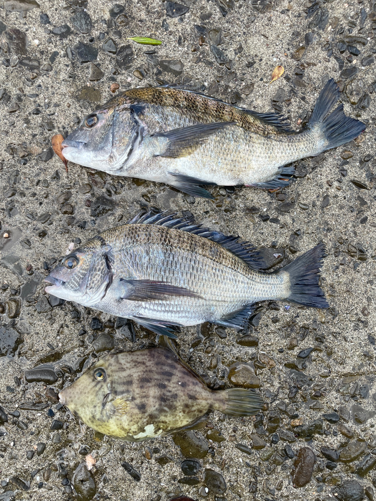 チヌ、カワハギ♪