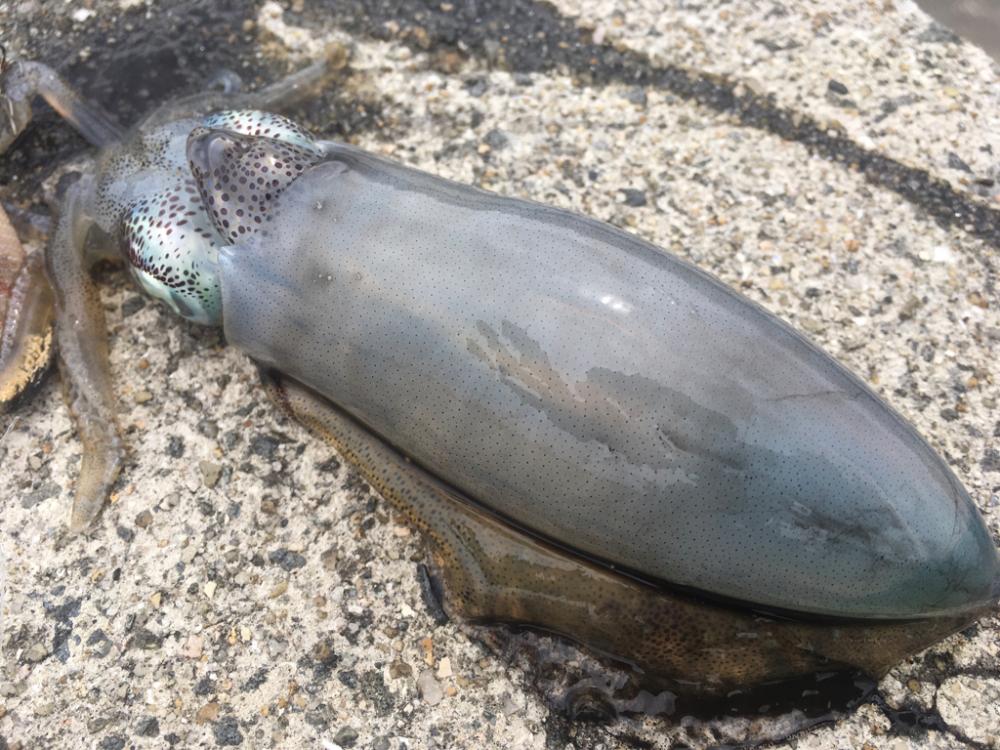 [タコフィネス] 秋タコ4杯で2.3キロ