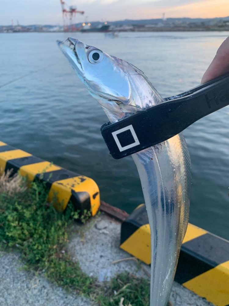 今年陸っぱりからの初タチウオ！