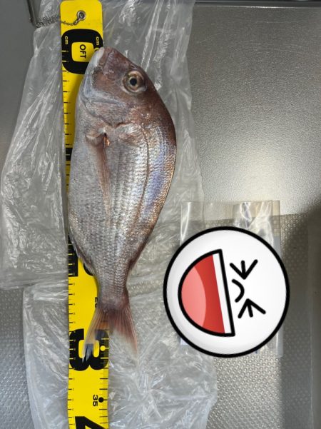 5連続釣行