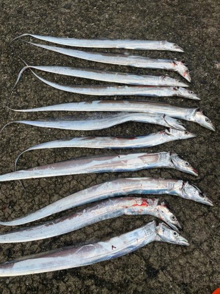 太刀魚狙いの釣り