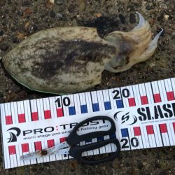 台風後の夕方チャンス