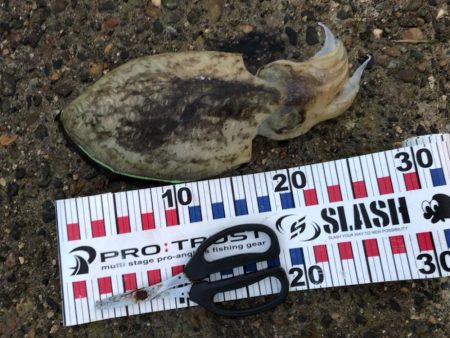 台風後の夕方チャンス