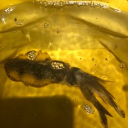 【越前】アオリイカ探し①