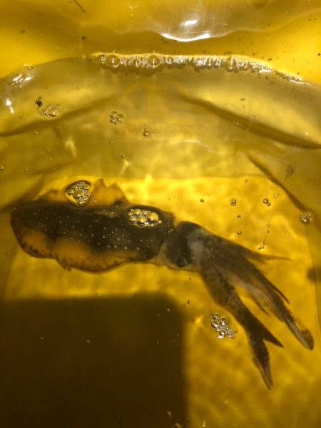 【越前】アオリイカ探し①