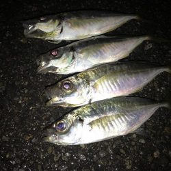 久しぶりのアジング釣行