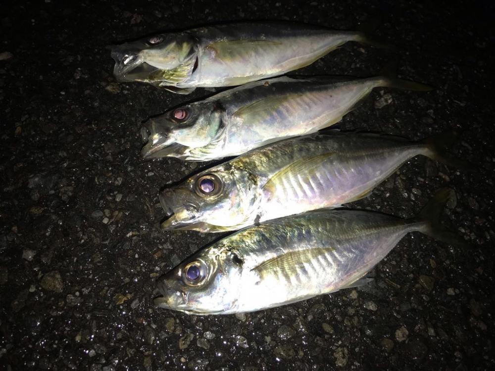 久しぶりのアジング釣行