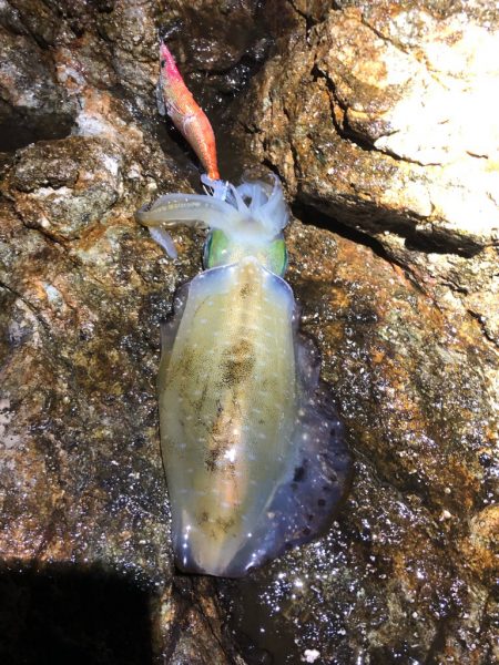 2022 佐渡ヶ島エギング 16回目