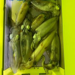 ナイトティップラン