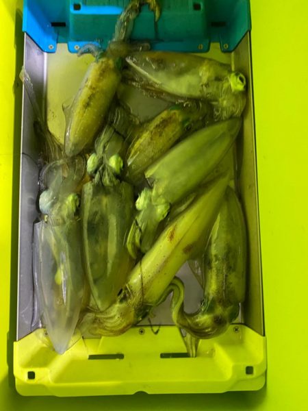 ナイトティップラン