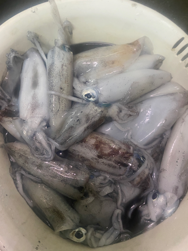 今年2回目エギング