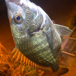 ヘチってきました