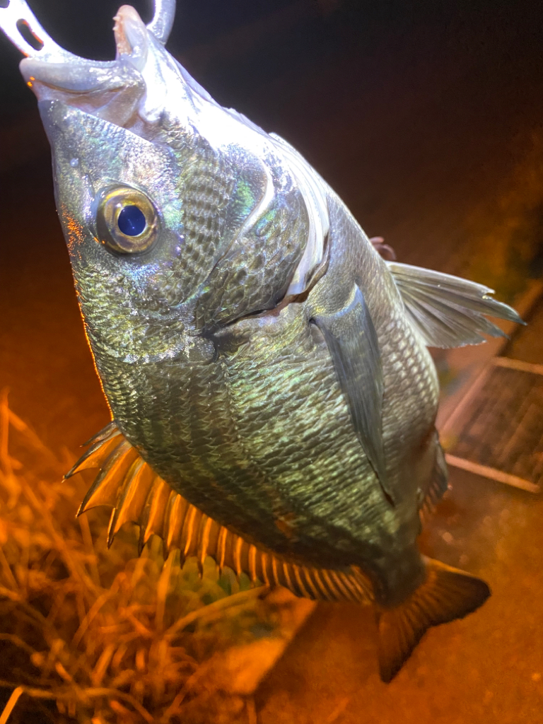 ヘチってきました