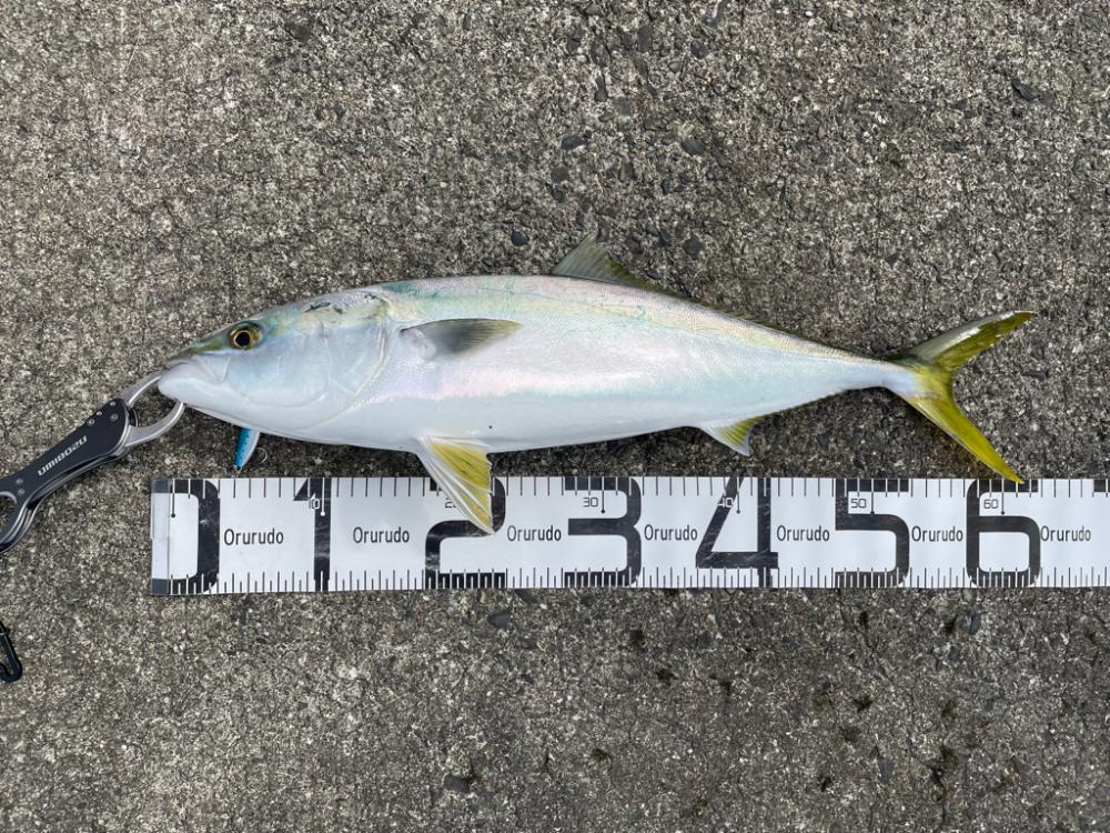 黒潮の恵みを頂いてきました