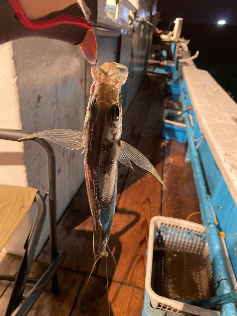 イカメタルエギングアジング笑