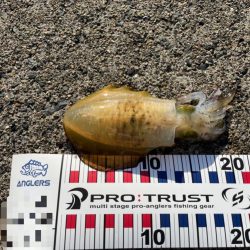 短時間エギング