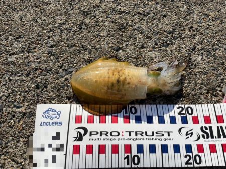 短時間エギング