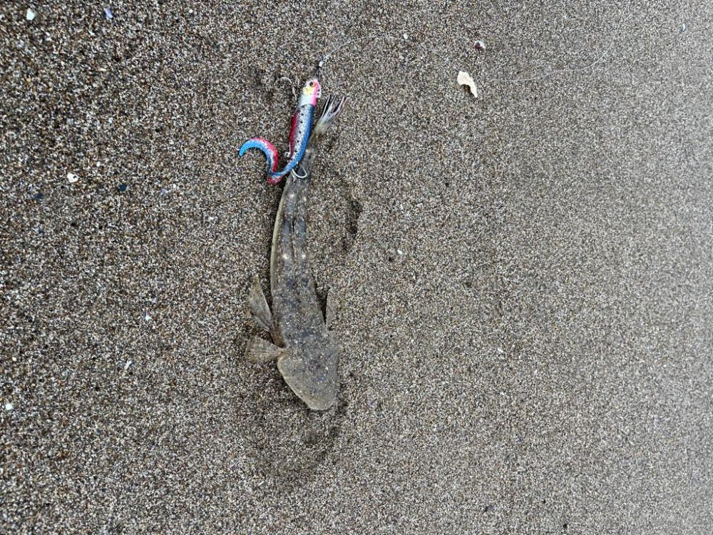 フラットフィッシュ