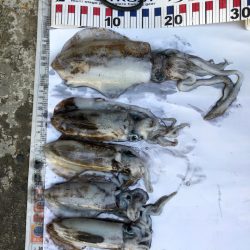 朝まずめになんとか