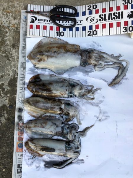 朝まずめになんとか