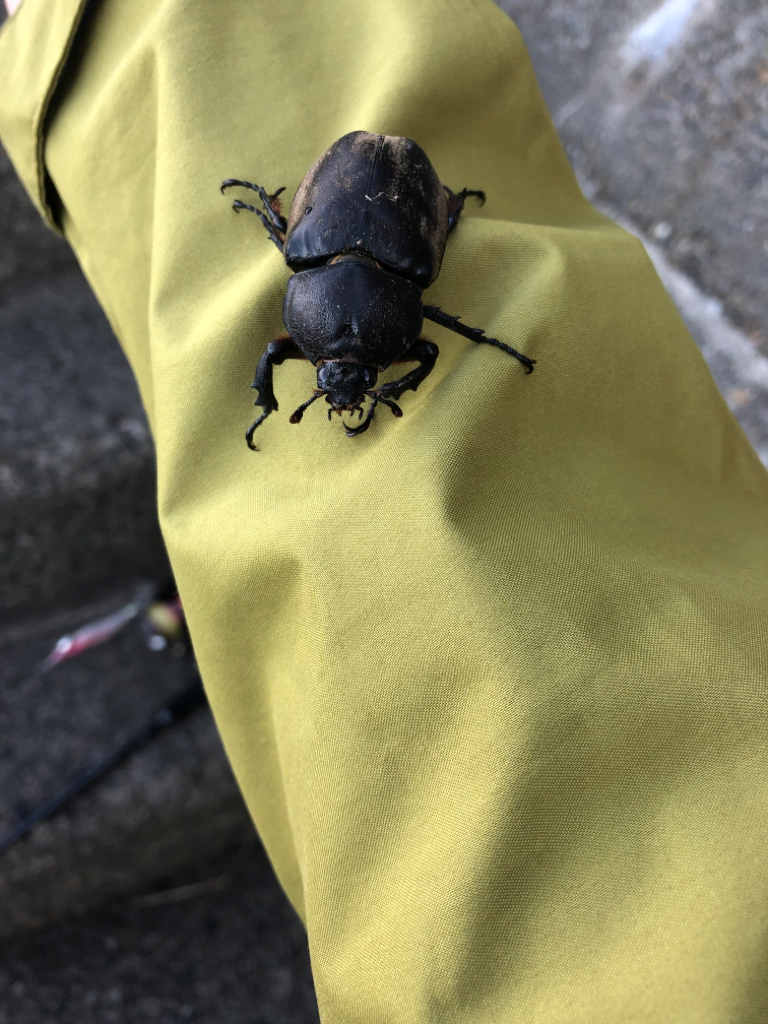 【越前】アオリイカ探し②