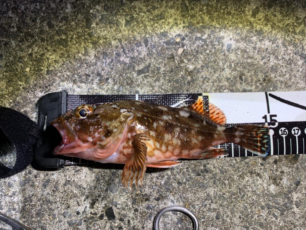 ロックフィッシュ祭り