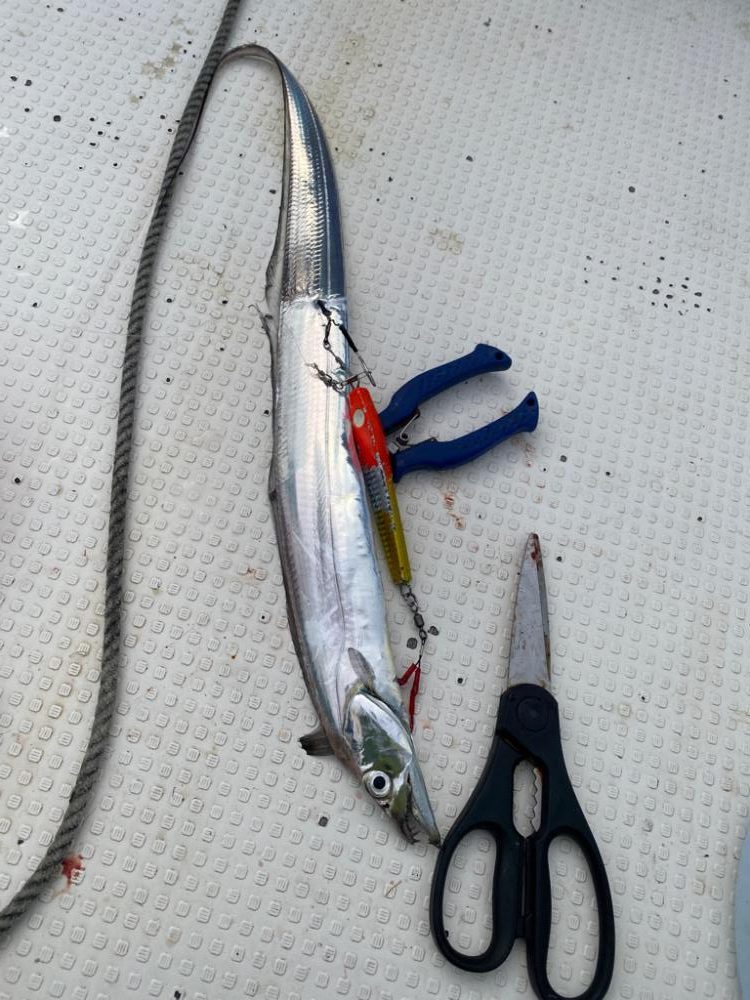 太刀魚　純栄丸