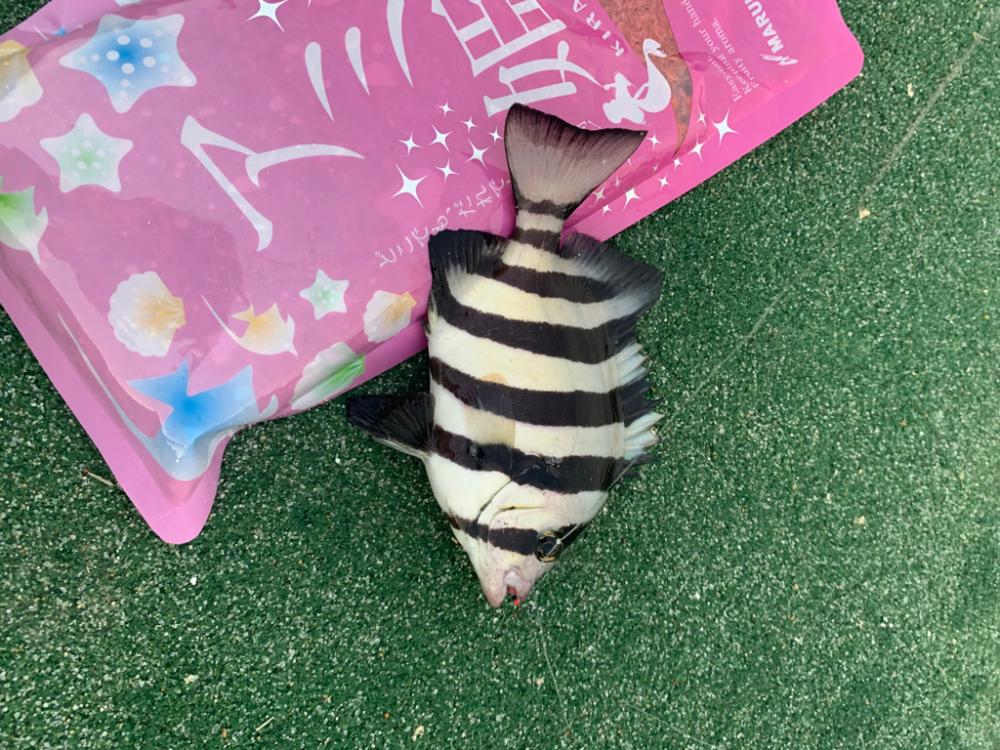 夜勤明けのサビキ釣り