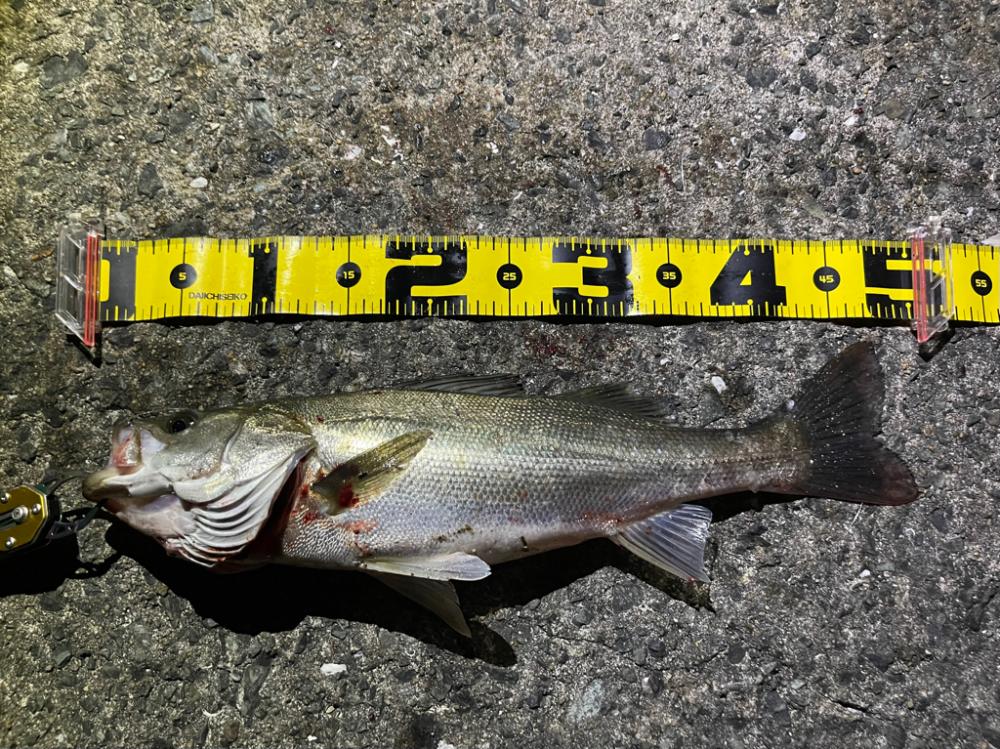 シャルダスしか勝たん！