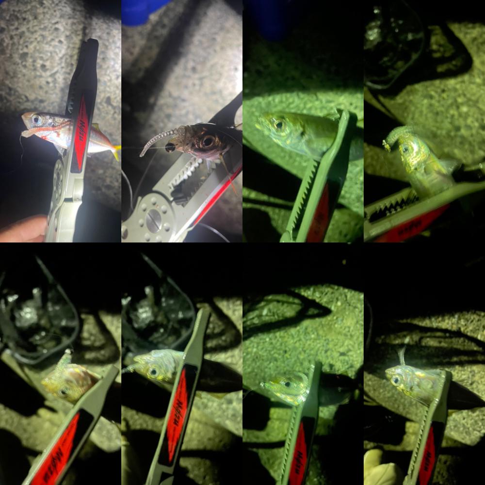 久しぶりにアジング