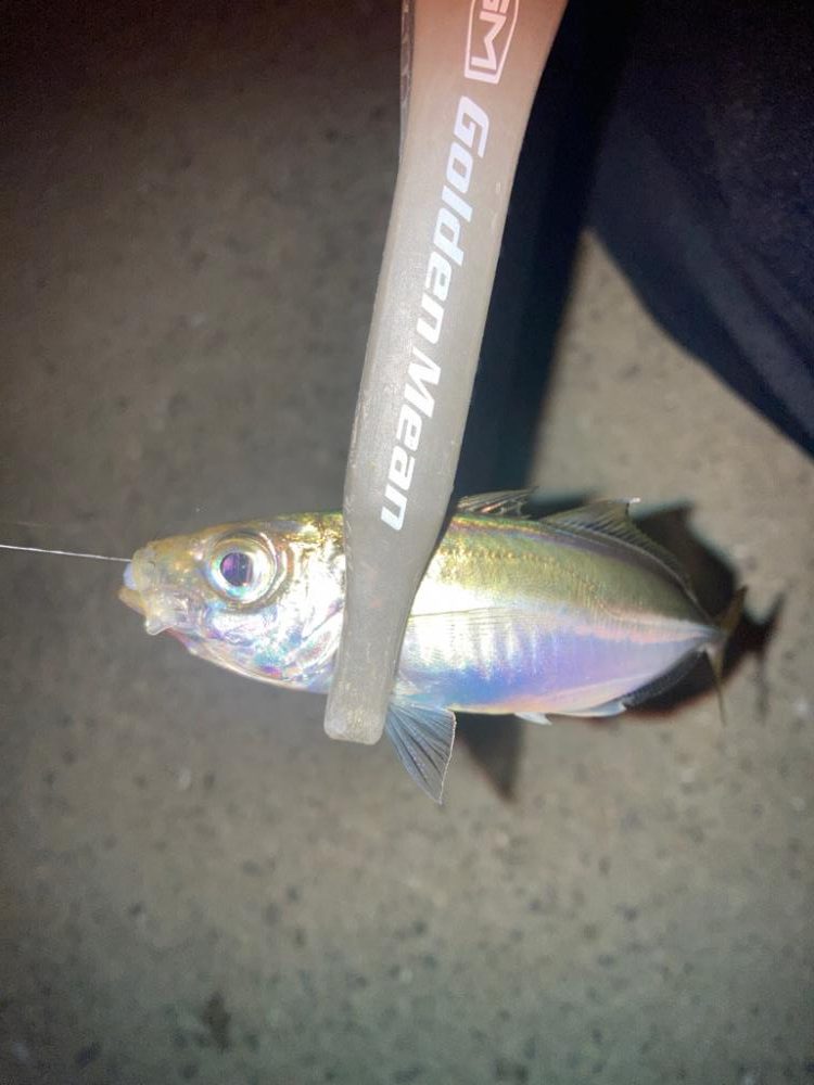 台風前のアジング