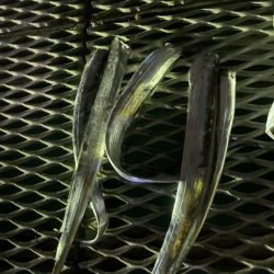 台風前のとっとパーク小島