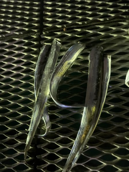 台風前のとっとパーク小島