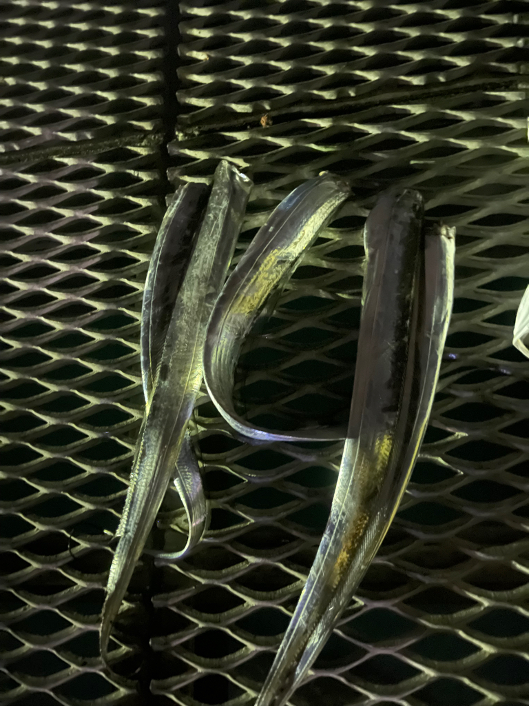 台風前のとっとパーク小島