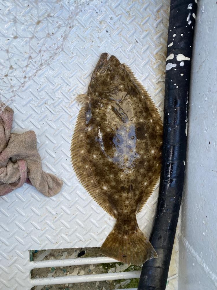 淡路島　落とし込み釣り