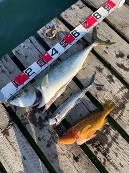 アオリイカティップラン&ジギング